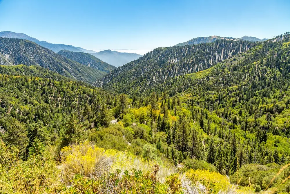 San Bernardino National Forest