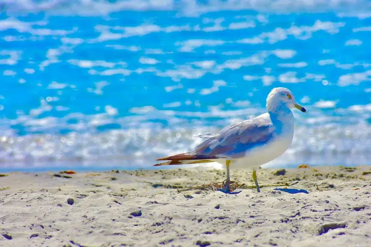 San Diego to Los Angeles Road Trip Section Image