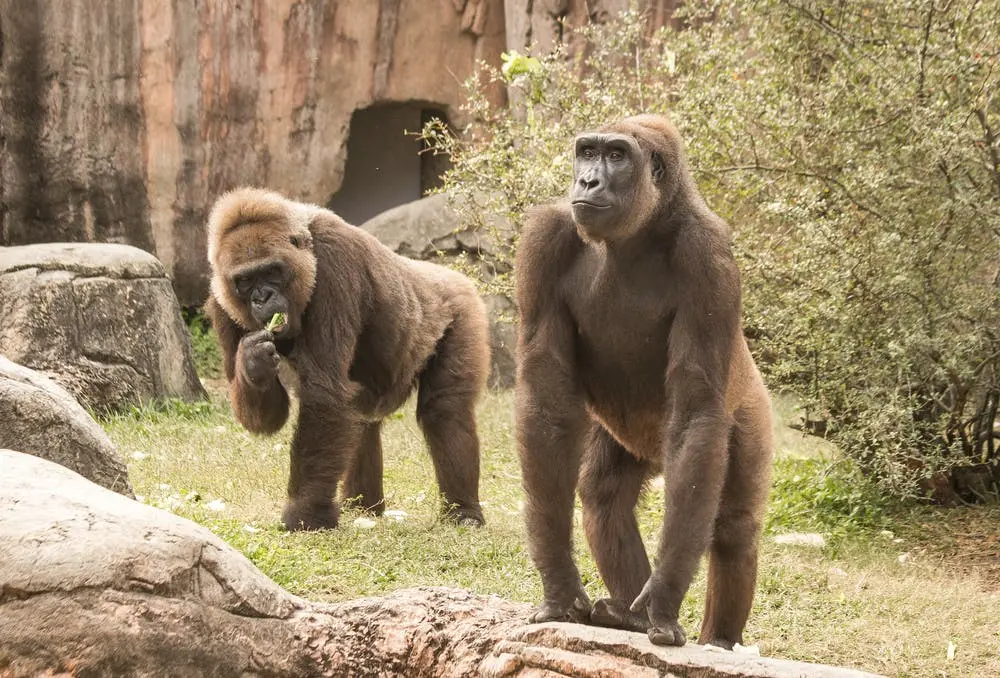 New Orleans to Lake Charles Road Trip Section Image