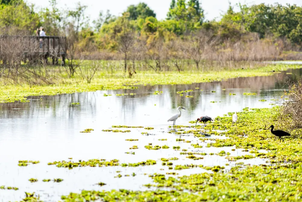Little Rock to Tampa Road Trip Section Image