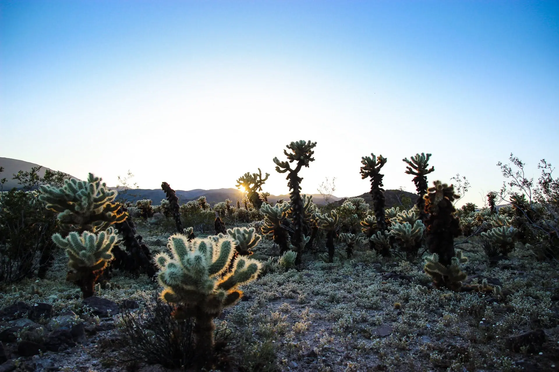 Joshua Tree to Flagstaff