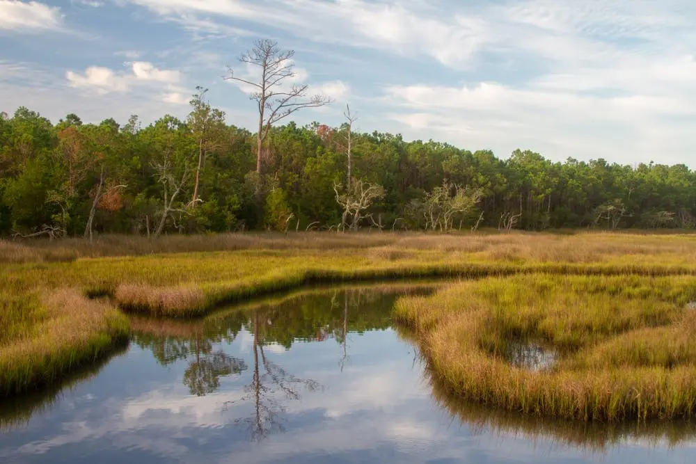 Croatan National Forest