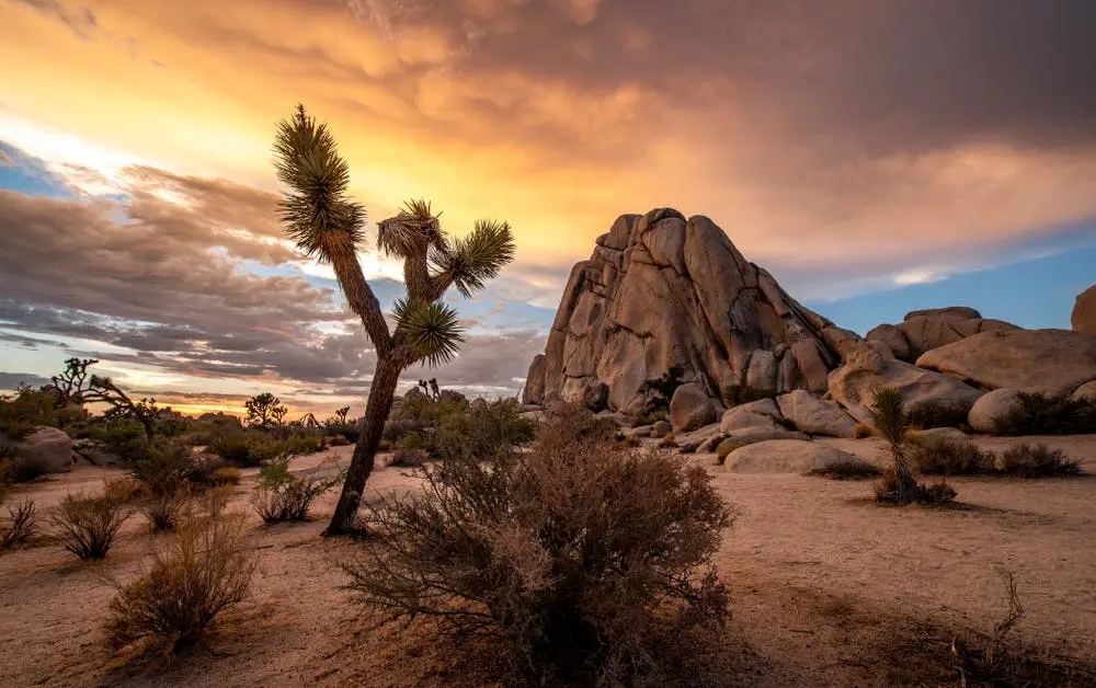 Joshua Tree to Santa Clarita