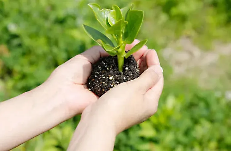 葉の形、花の色…心惹かれるひと鉢を