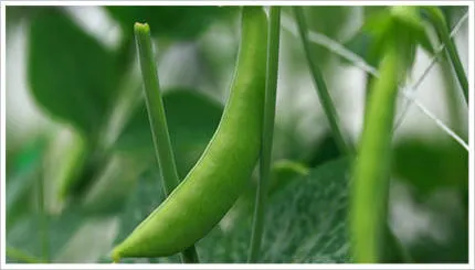 春の野菜で、家庭菜園気分を