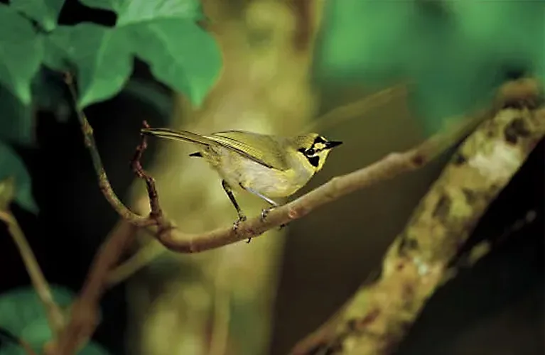 特別天然記念物の「ハハジマメグロ」