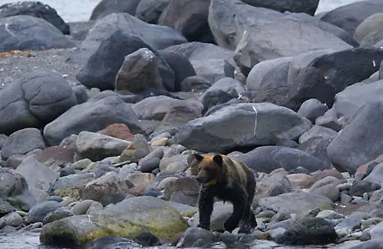 海岸を歩くヒグマの姿