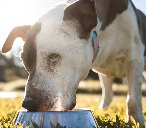 この夏、犬の熱中症を防ぐ5つのコツ！飼い主必見！ | P&G マイレピ