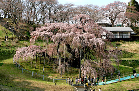 滝桜は小さな丘の途中に1本だけある巨木