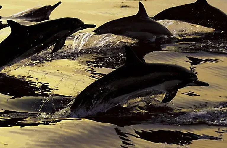 海ではジャンプするクジラやイルカの群れにも出会えます