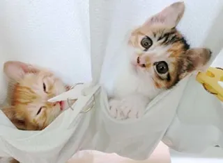 これでペットも飼い主も安心！ペット用品の洗濯に悩まない3つのコツー【連載】ママパパ子育て応援 Vol.2