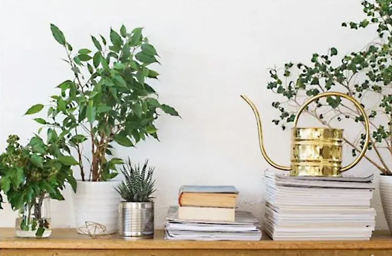 植物がそこにあるだけで、何かが変わる。