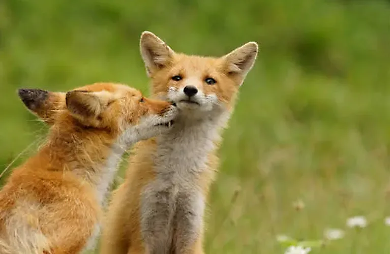 知床（北海道）