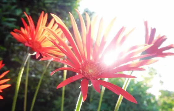 植物の“波長”に合わせて育てる