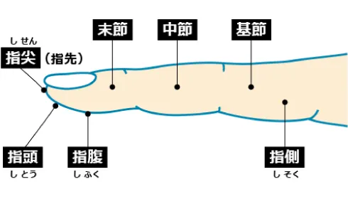 シャンプーには「指頭」を使って！