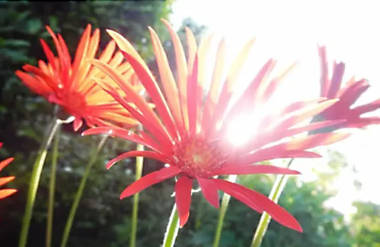 植物の“波長”に合わせて育てる