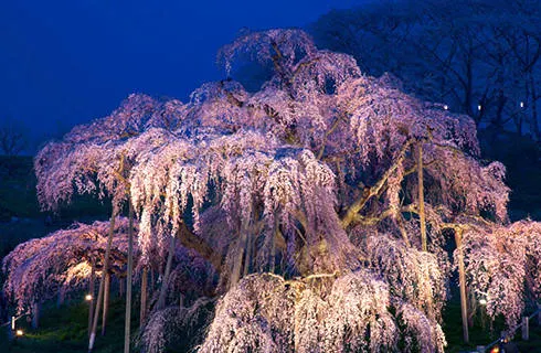 ライトアップされた滝桜