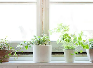 プランツコーディネーターが案内する、植物のある心地よい暮らし