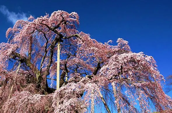 極上の春を愛でる観桜の旅へ、一生に一度は見ておくべき「三春滝桜」