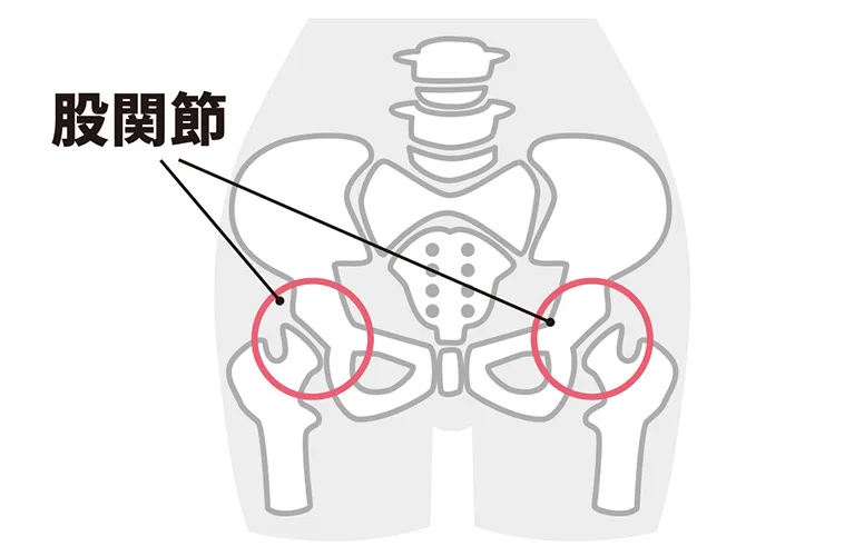 股関節とは骨盤と太ももの骨の接合部