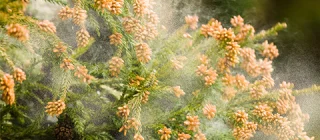 花粉から家族を守る、いますぐできる7つのこと。洗濯物の花粉対策や花粉シーズンのお掃除