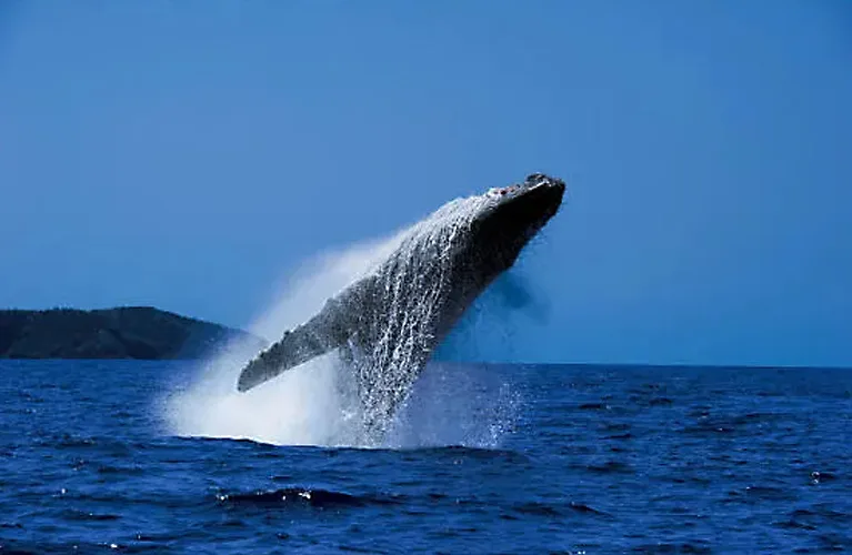 小笠原諸島（東京都）