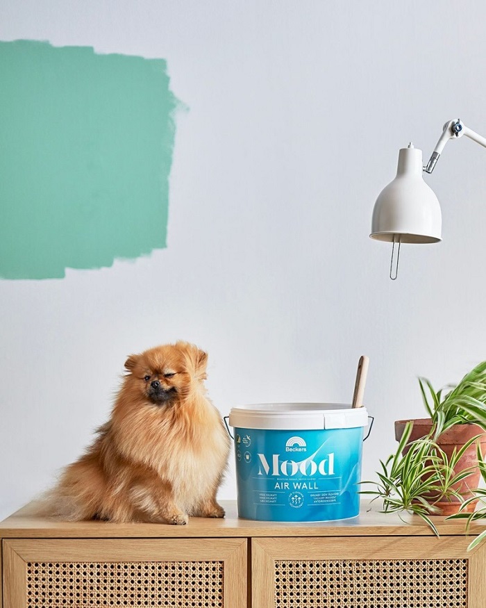 Liten brun pomeranian vid blå målarburk på träbyrå, halvgrönmålad vägg, vit skrivbordslampa och växt