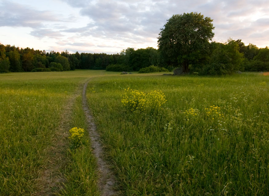 Smal stig genom grön sommaräng med gula blommor, skog i bakgrunden och molnig himmel