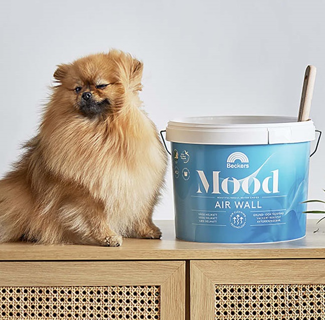 Fluffig brun pomeranian vid en blå Beckers Mood Air Wall-färgburk på träskänk, neutral bakgrund