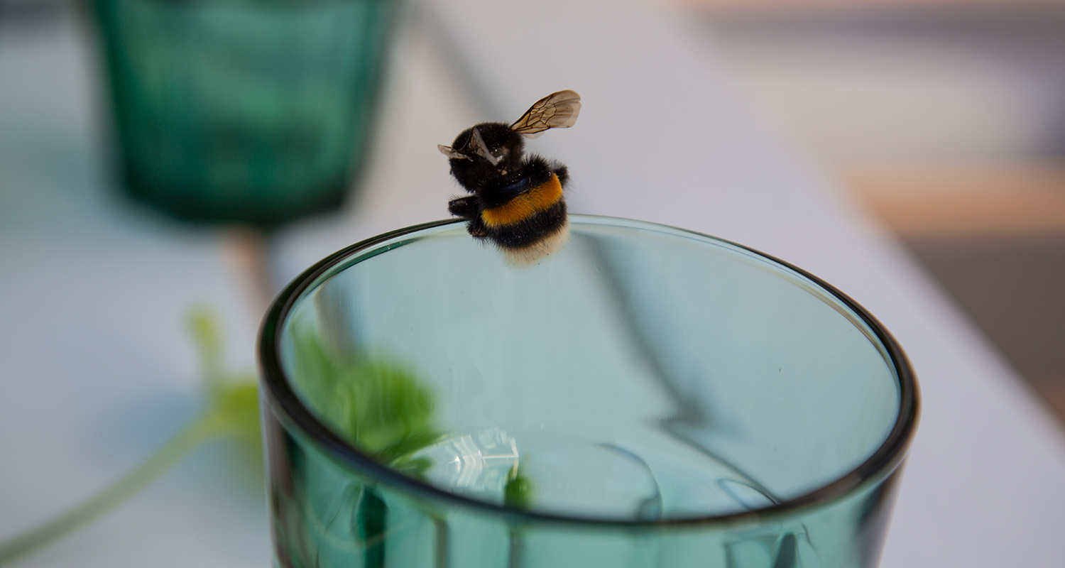 Svartgul humla på kanten av ett genomskinligt grönblått glas på vitt bord.