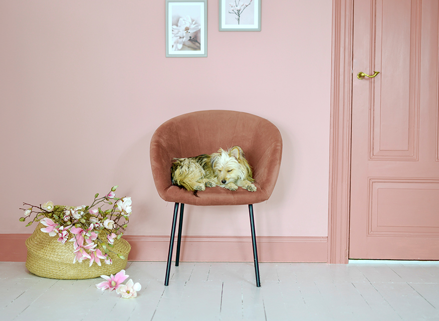 Liten hund sover på rosa sammetsfåtölj vid blommande korg och rosa vägg med tavlor.