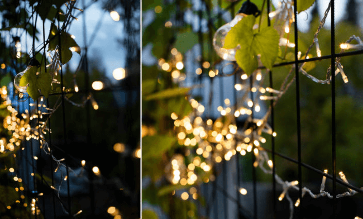 Varmvita ljusslingor virade kring metallnät med gröna blad i kvällsljus.