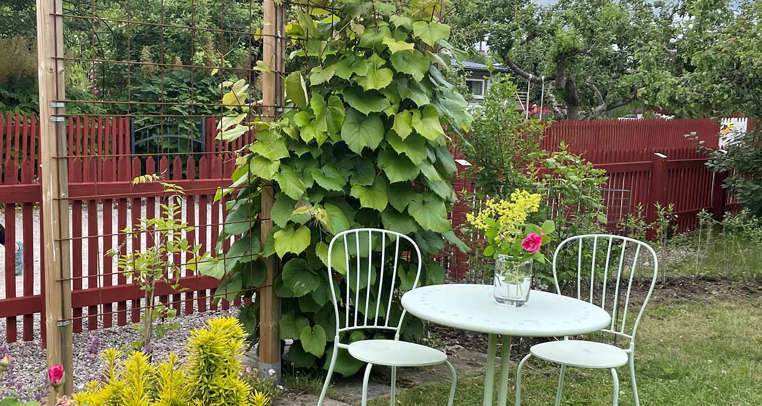 Spaljé i armeringsnät