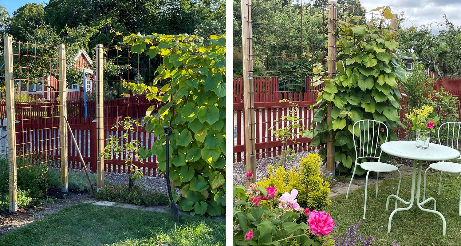 Växtklädd pergola mot rött staket, vitt cafébord med stolar och färgglada blommor.