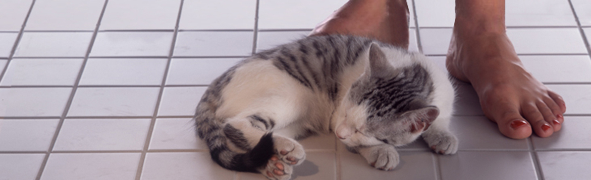 Vitgrå kattunge sover på vitt kakelgolv intill nakna fötter med röda tånaglar.