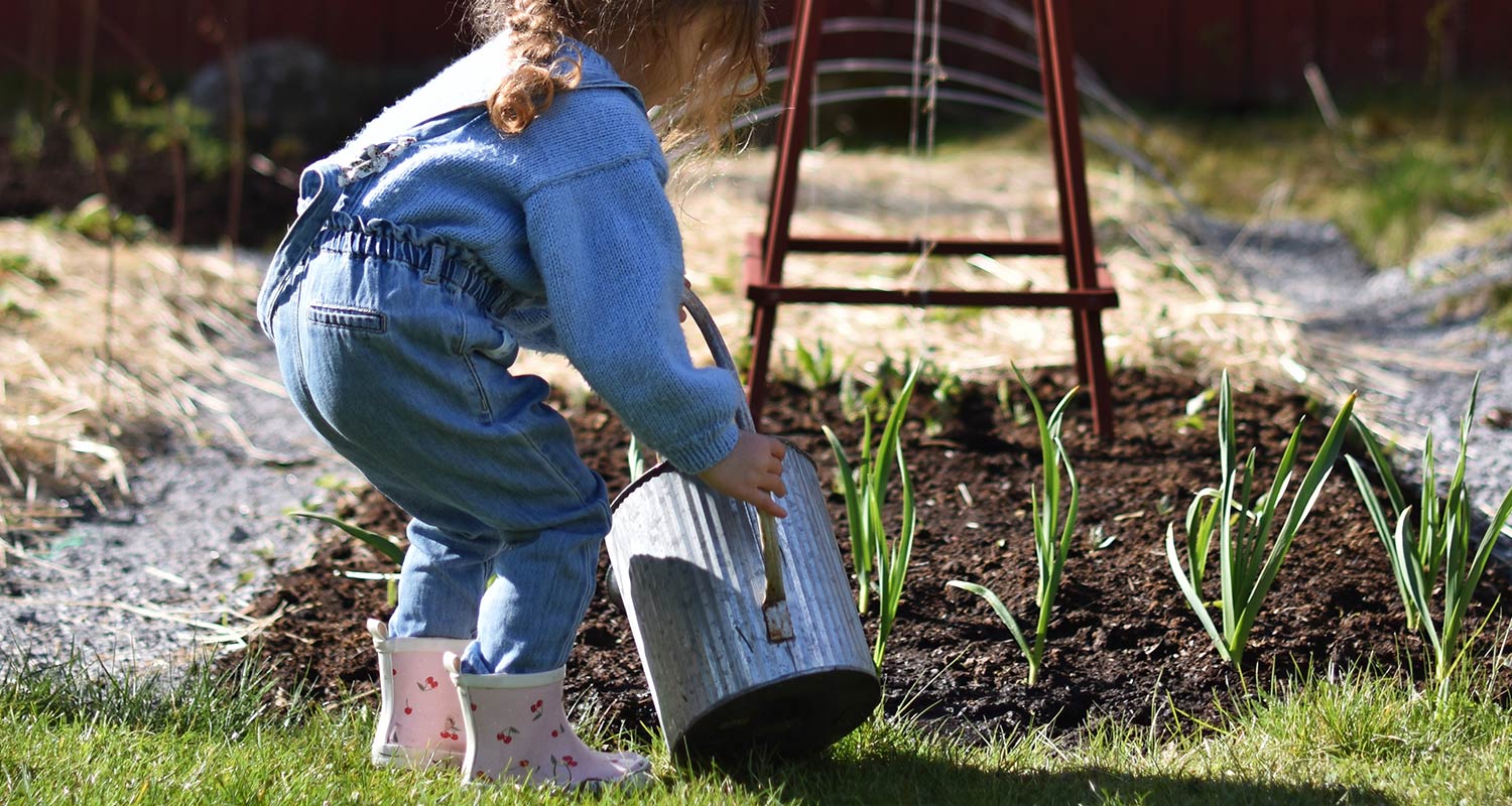 Litet barn i blått och jeans vattnar nyplanterade gröna skott med plåthink i trädgård.