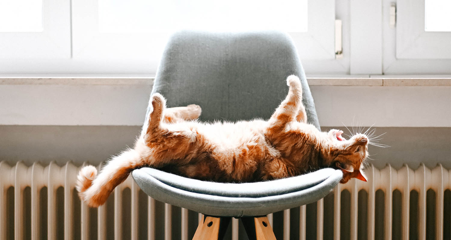 Orange katt ligger på rygg med utsträckta tassar i grå stol framför fönster och element.