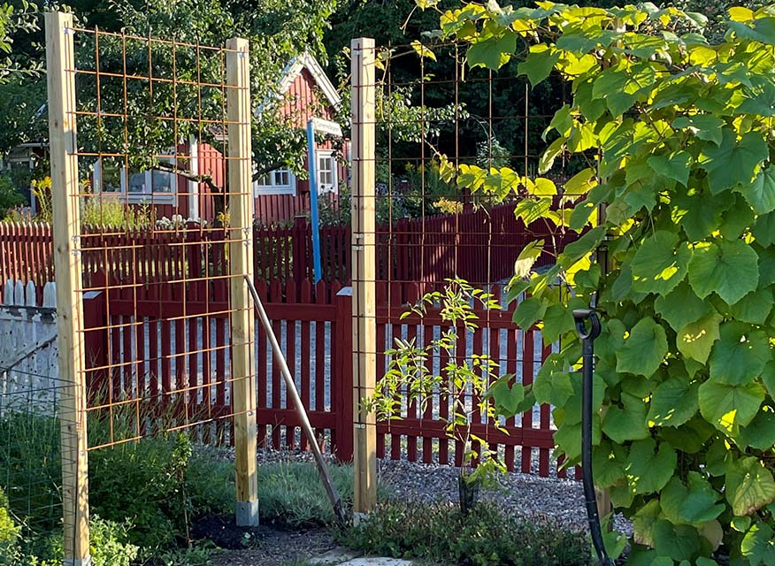 Två ljusa trästolpar med galler för klängrankor framför rött trästaket i grönskande trädgård
