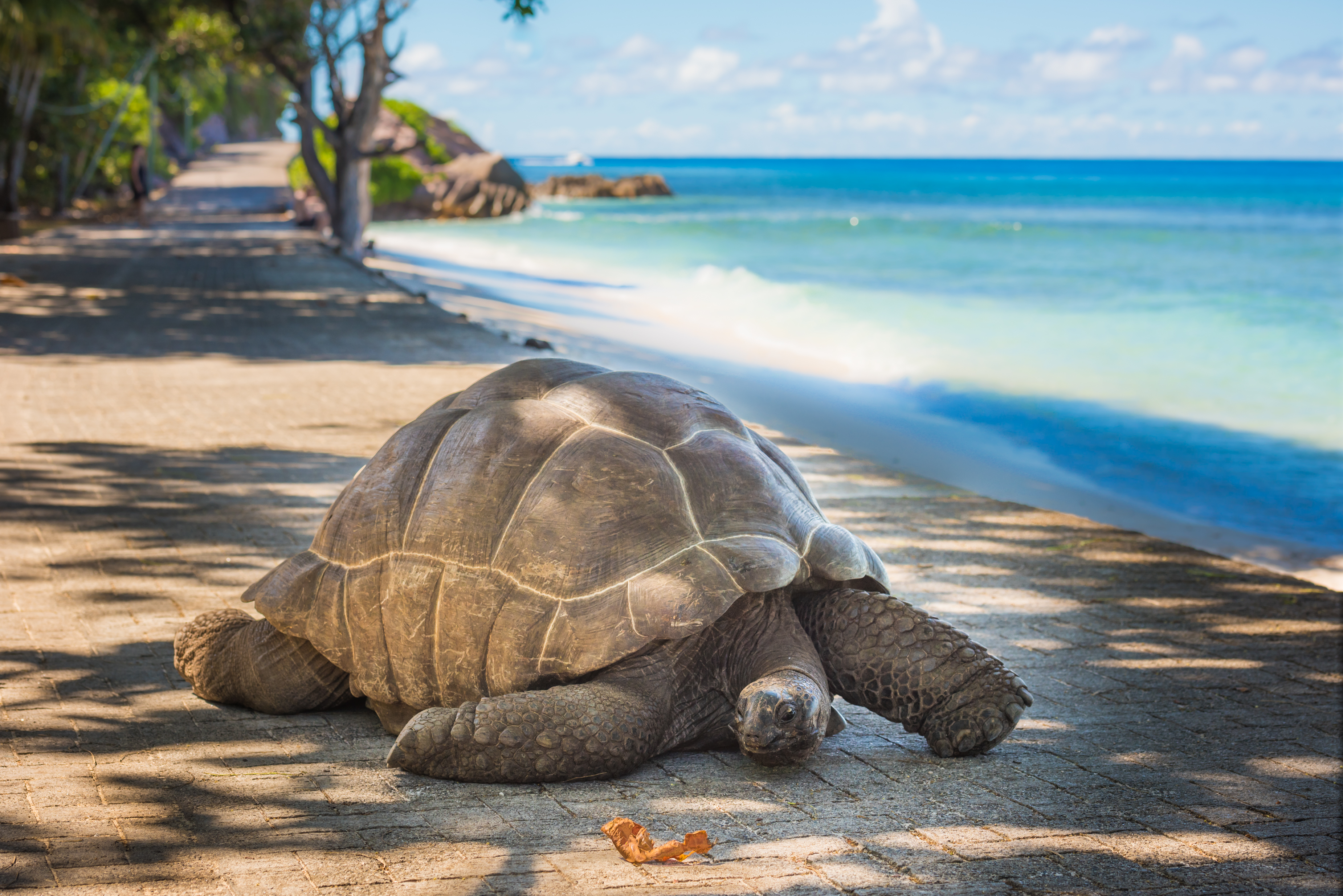 Beste Reisezeit Fur Die Seychellen Immer Fineway