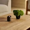 A small black candle and a green potted plant sit on a light wooden coffee table in a living room with neutral, soft lighting.