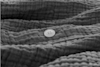 A close-up view of a white four-hole button sewn onto textured, dark-colored fabric with a wavy, quilted pattern.