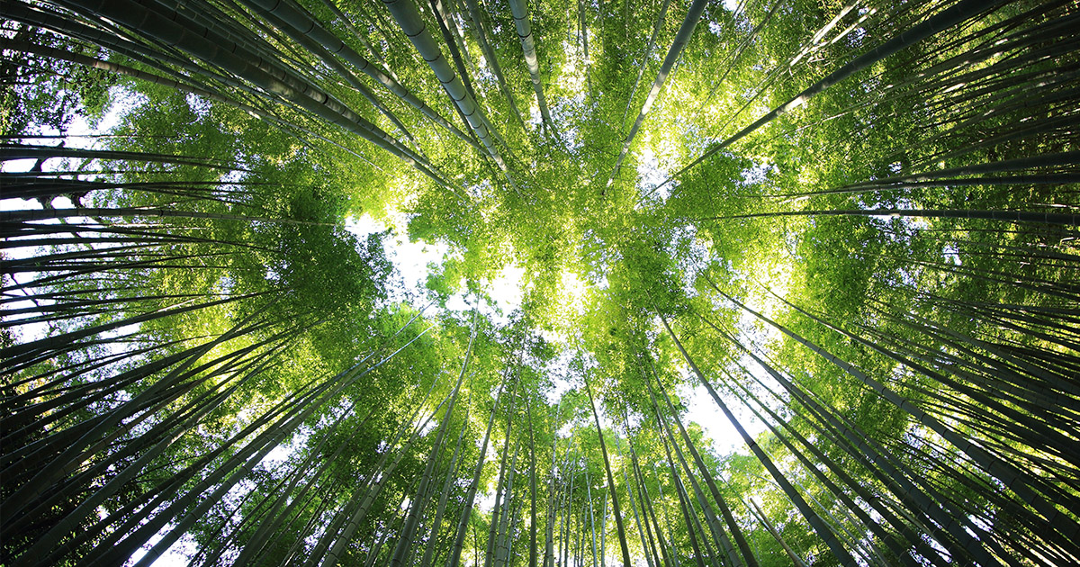 Line Up - digital corporate forest