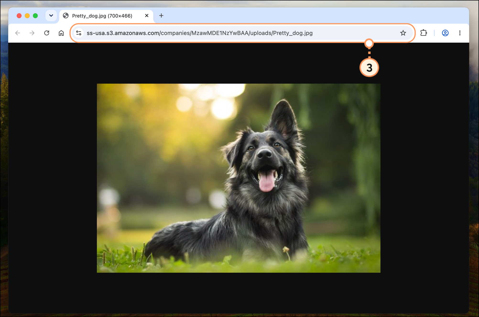Browser tab URL for an image