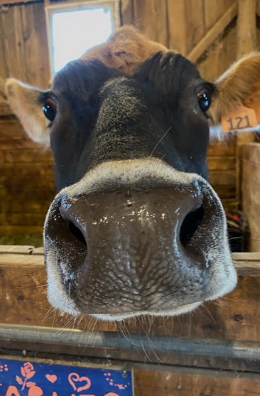 cows nose
