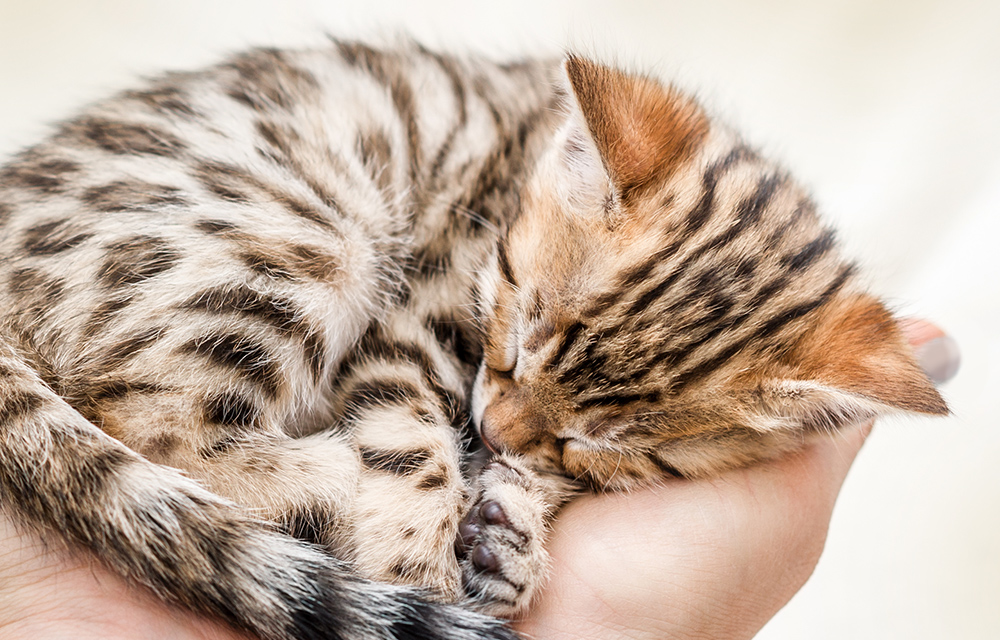 Kitten in Hand