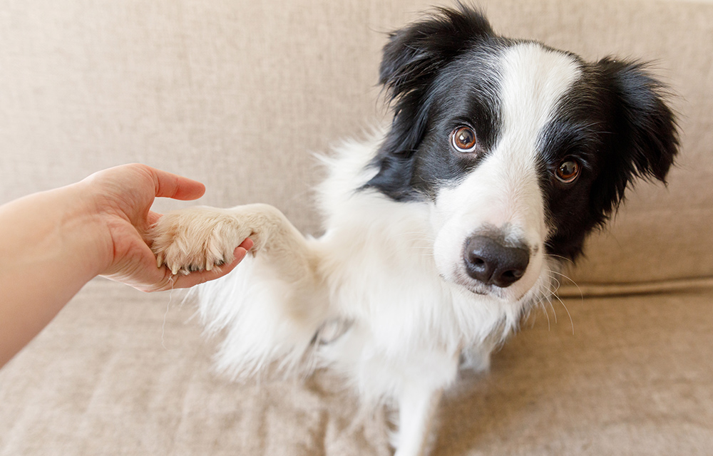 dog giving its paw