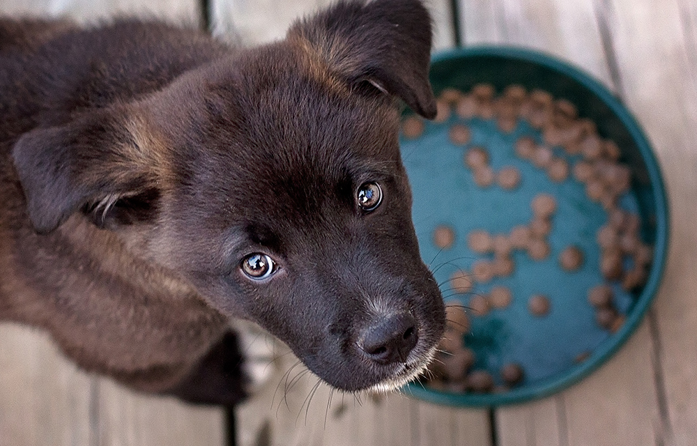 puppy with a bowl of food
