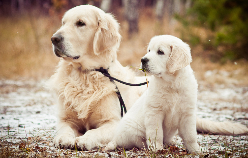 Labrador als Welpen und Erwachsen