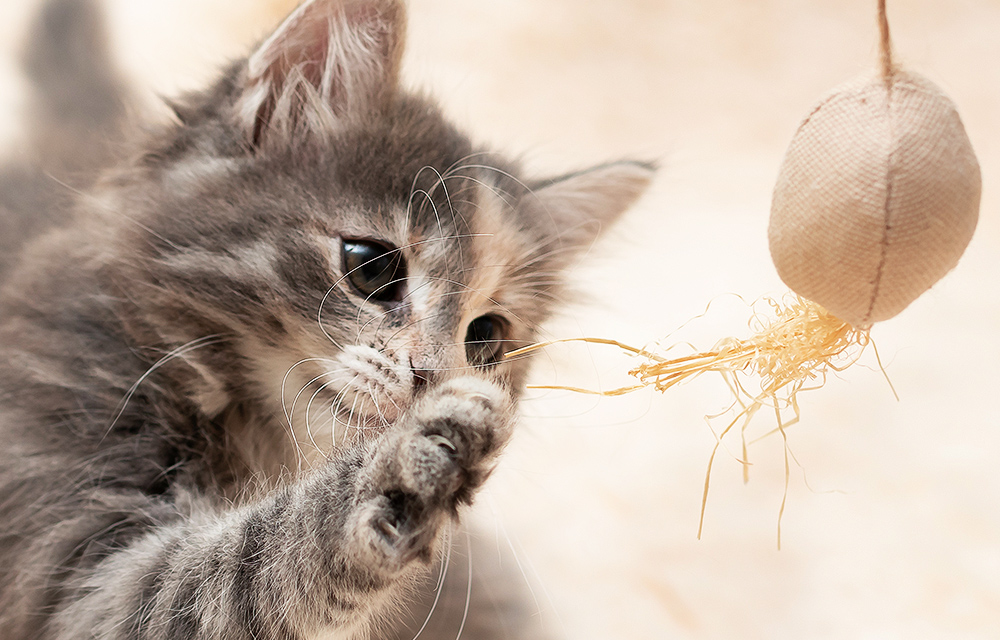 Kitten mit Spielzeug