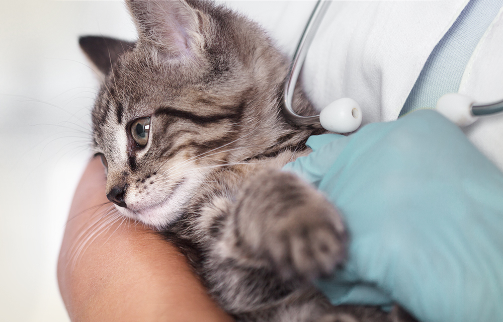 Tierarzt mit Kitten